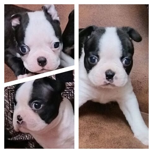 Boston terrier puppies