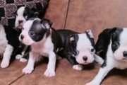 Boston terrier puppies