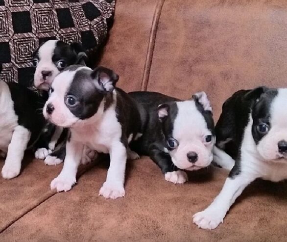 Boston terrier puppies