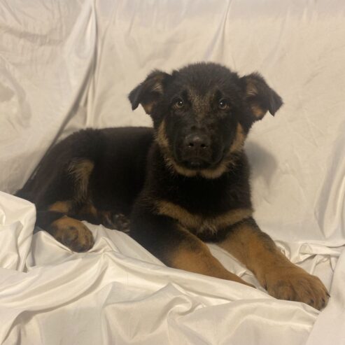 available german shepherd puppies