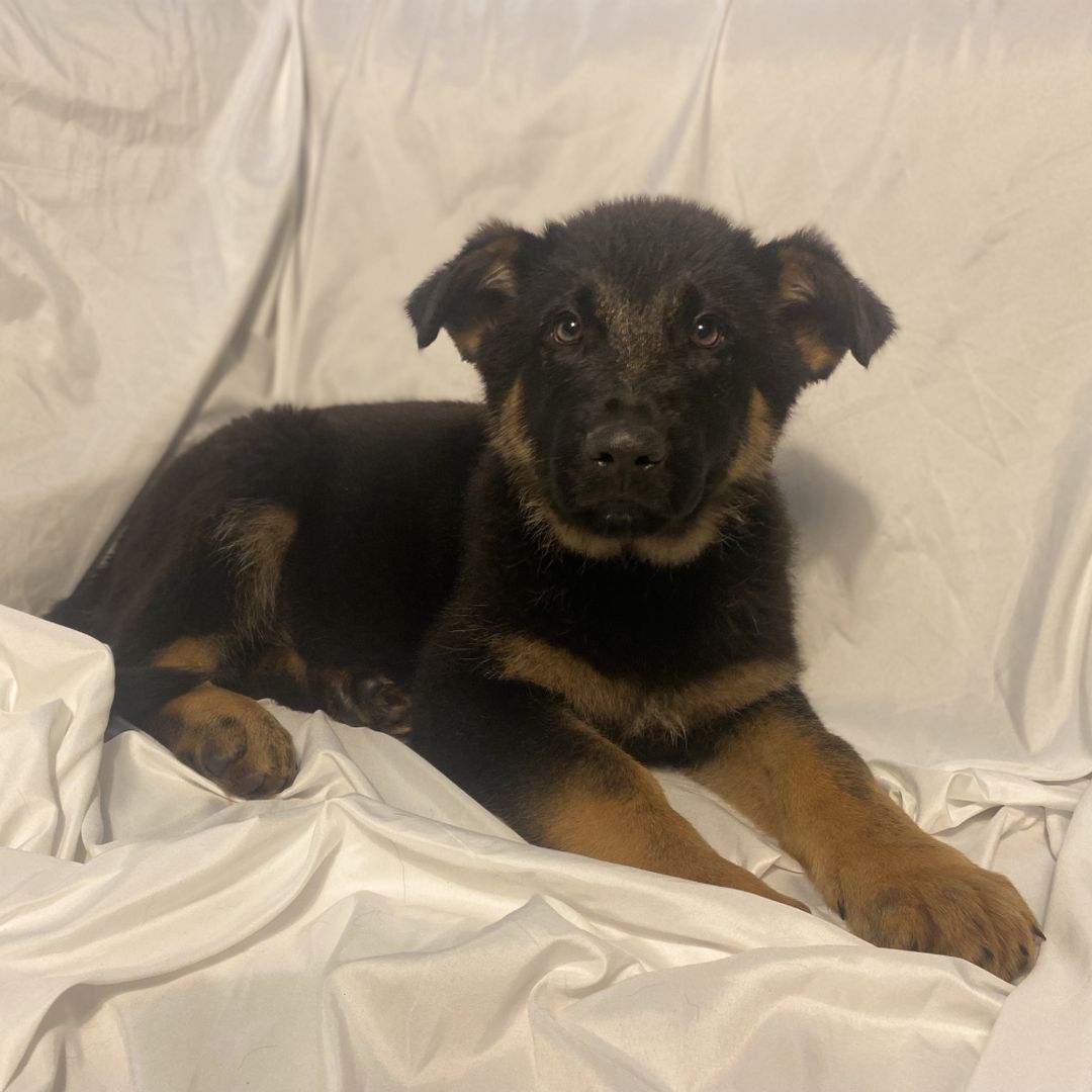 available german shepherd puppies