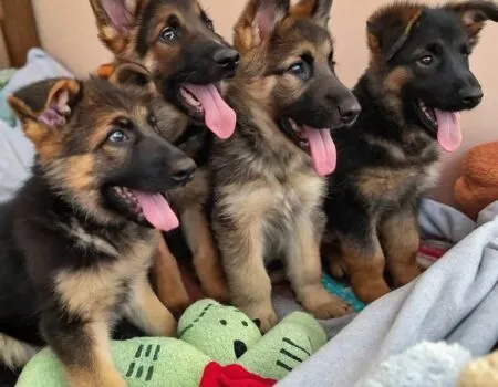 German-Shepherd-Puppies-13