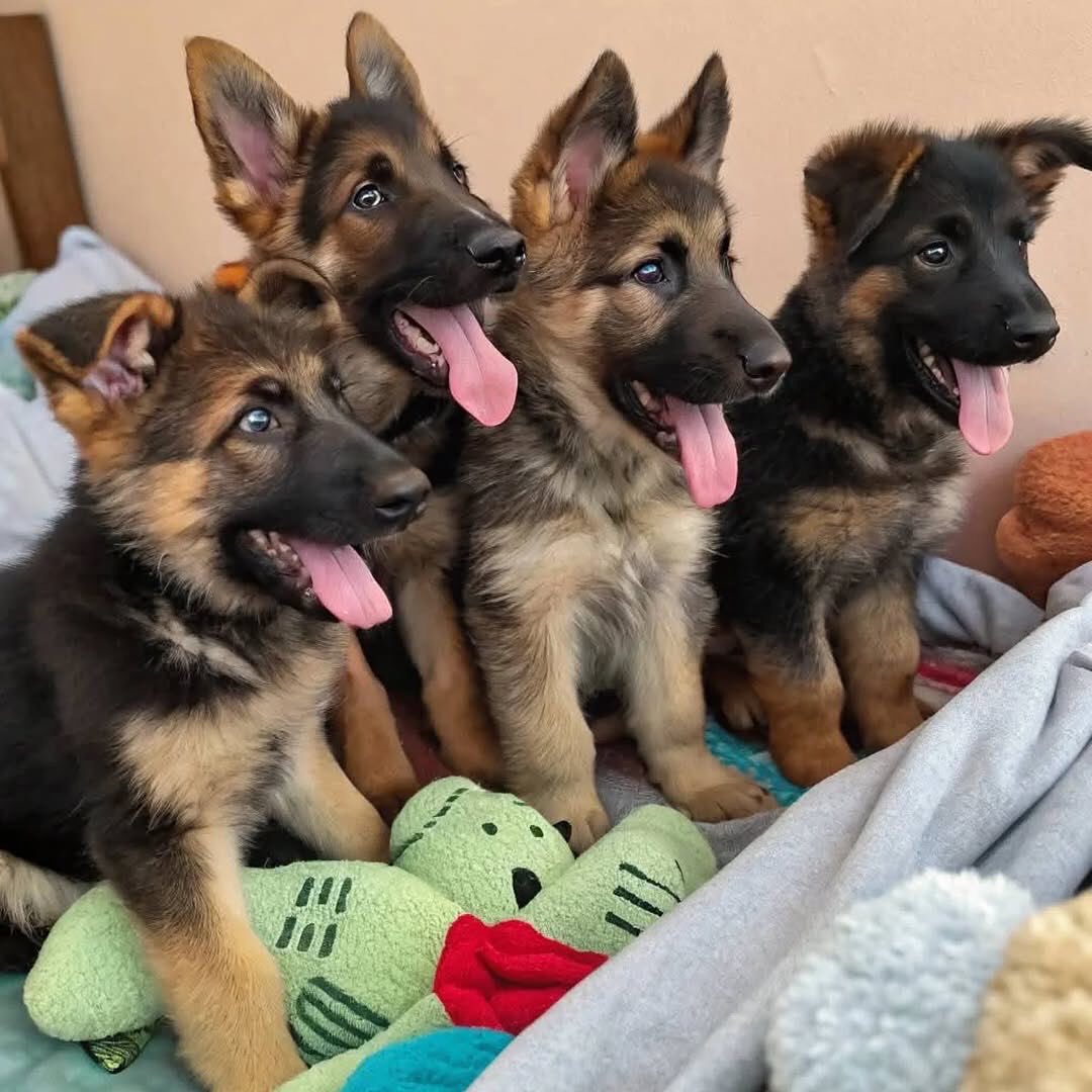 Stunning Quality Litter of German Shepherd Puppies