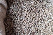 UGANDAN ROBUSTA AND ARABICA COFFE BEANS FOR SALE +27719755564