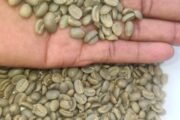 UGANDAN ROBUSTA AND ARABICA COFFE BEANS FOR SALE +27719755564