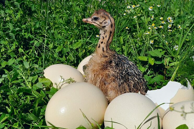 Ostrich chicks and eggs Available