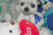 Chihuahua applehead puppies