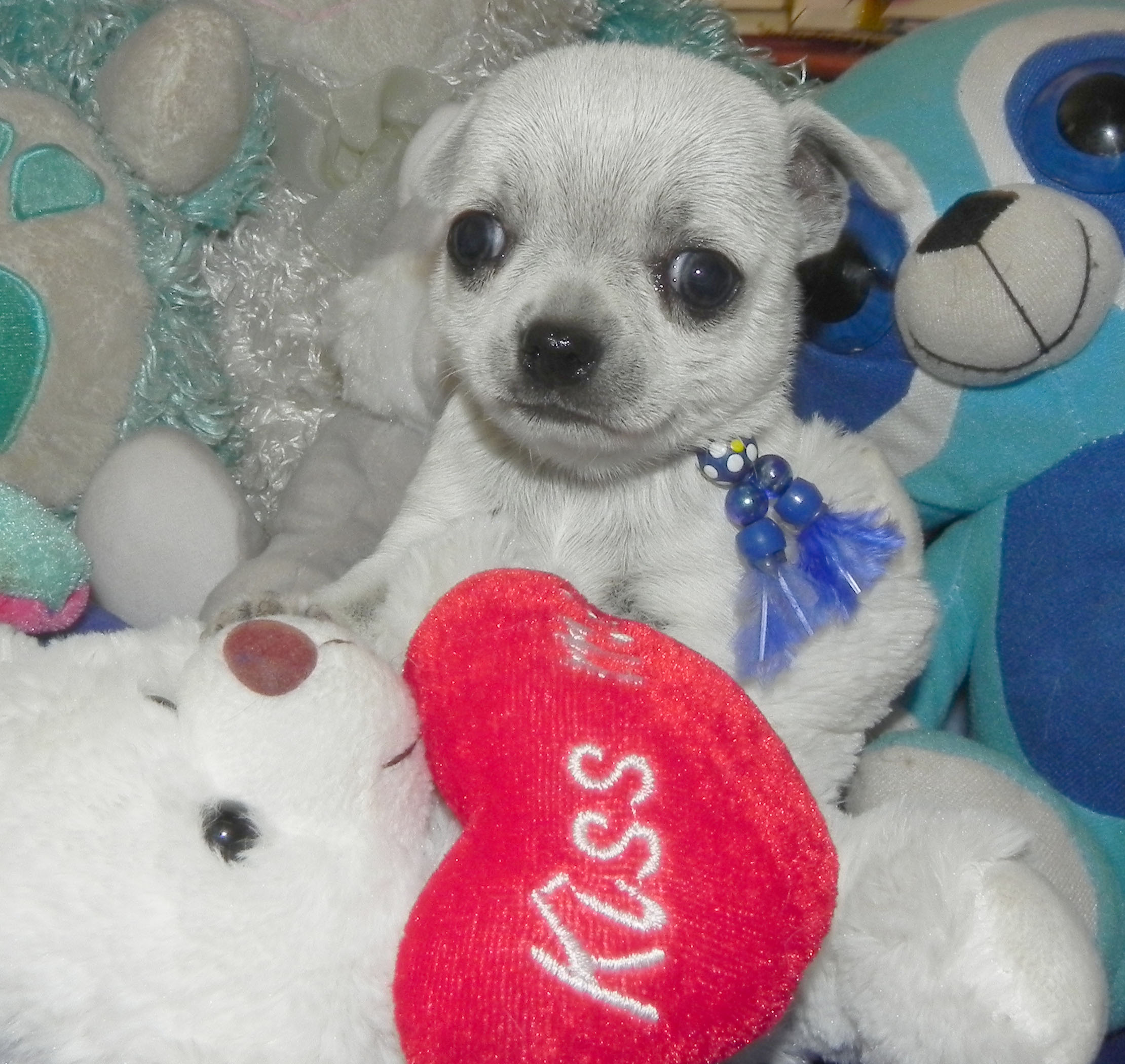 Chihuahua applehead puppies