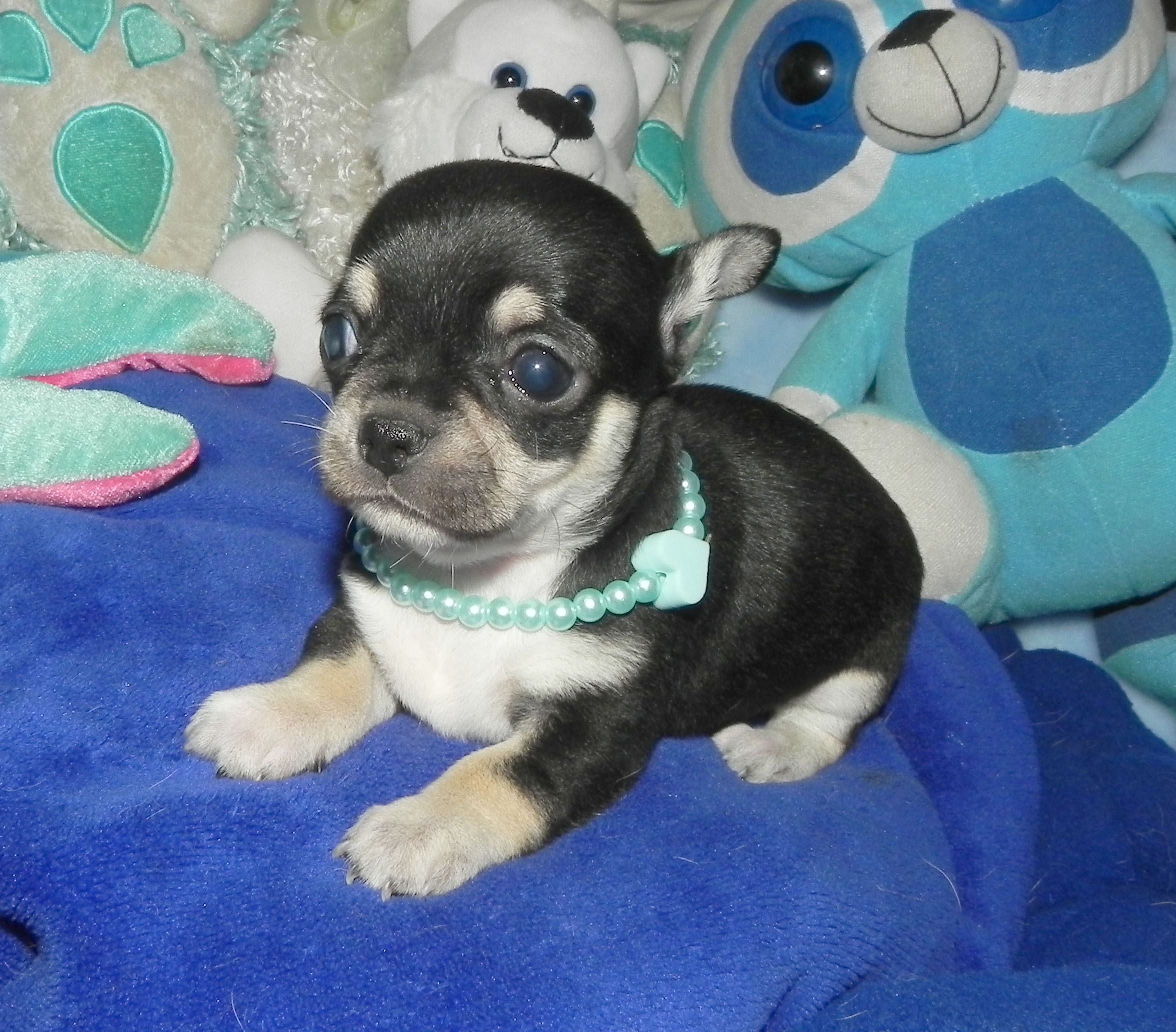 Chihuahua applehead puppies